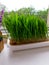Green grass in a white box on the windowsill