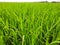 green grass in the wind, green rice field, beautiful green rice field in India. Green grass landscape. Green paddy field in India.