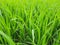 green grass in the wind, green rice field, beautiful green rice field in India. Green grass landscape. Green paddy field in India.