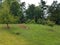 Green grass with wood lattice and garden areas