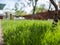 Green grass in the yard. A house and a garden. uncut grass. grass lawn
