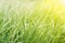 Green grass in yellow sun. Background of pure natural tall grass of summer and spring