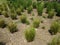 Green grasses plants landscaping and brown mulch