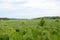 Green grasses and plants in wetland environment with trees