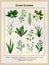 Green Grasses Poster