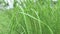 Green grasses shaking with airflow close up footage