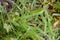 Green grasses sprouting on muddy ground, closeup shot