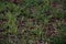 Green grasses sprouting on muddy ground, closeup shot