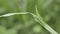 Green grasshoper macro photography