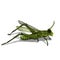 Green grasshopper