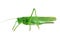 Green grasshopper