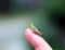 Green grasshopper