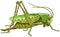 Green grasshopper