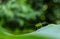 Green grasshopper on banana leaves.