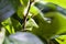 Green grasshopper behind tree leaves