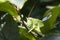 Green grasshopper behind tree leaves