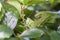 Green grasshopper behind tree leaves