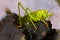 Green grasshopper on black pebbles