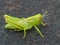Green Grasshopper On Black Rock 1