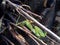 Green grasshopper Caelifera in the nature background