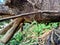 Green grasshopper Caelifera in the nature background