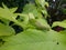 The green grasshopper is camouflaging itself in the green of the leaves