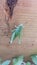 A green grasshopper climbing a piece of wood