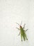 Green grasshopper climbing on wall