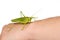 Green grasshopper crawling along a human arm