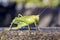 A green grasshopper with dew drops on the body stands on a stone slab.