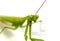 Green grasshopper, face fronted focus, isolated on white background.