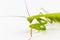 Green grasshopper, face fronted focus, on white background.