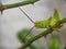 Green grasshopper foraging for leaves on rose stems.