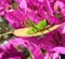 Green Grasshopper in front of Magenta Bougainville