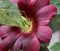 Green grasshopper on a fuchsia colored hibiskus flower