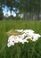 A green grasshopper among the grass sits on a white yarrow flower against a forest