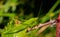 Green grasshopper on a green leaf.