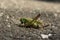 Green Grasshopper in a grey floor background