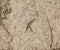 Green grasshopper on the ground. Orthoptera