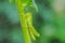 Green grasshopper hanging on the leaf