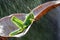 Green grasshopper hanging on the leaf