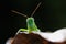 Green grasshopper hanging on the leaf