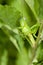 Green grasshopper hides in plants