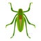 Green grasshopper insect flat style vector illustration
