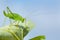 Green grasshopper insect on leaf with sky