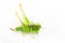 Green grasshopper isolated on a white background