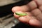 the green grasshopper that landed on the hand