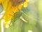 Green grasshopper on large sunflower flower