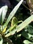 a green grasshopper on a leaf branch