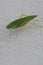 Green grasshopper leaf like insect with veins